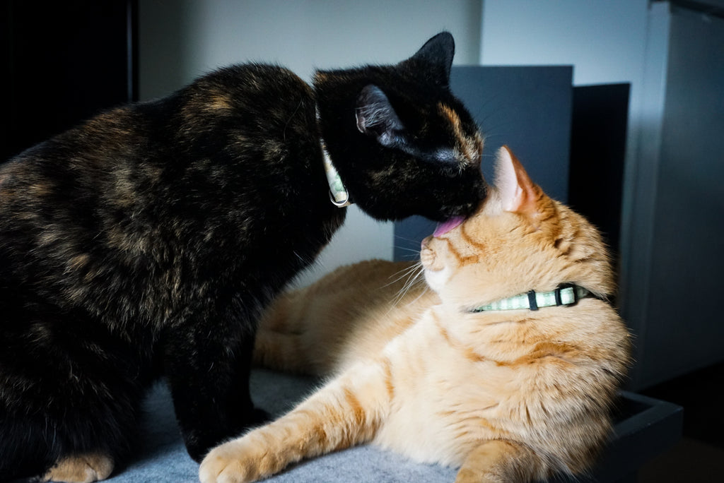 1-toy-for-a-new-adoption