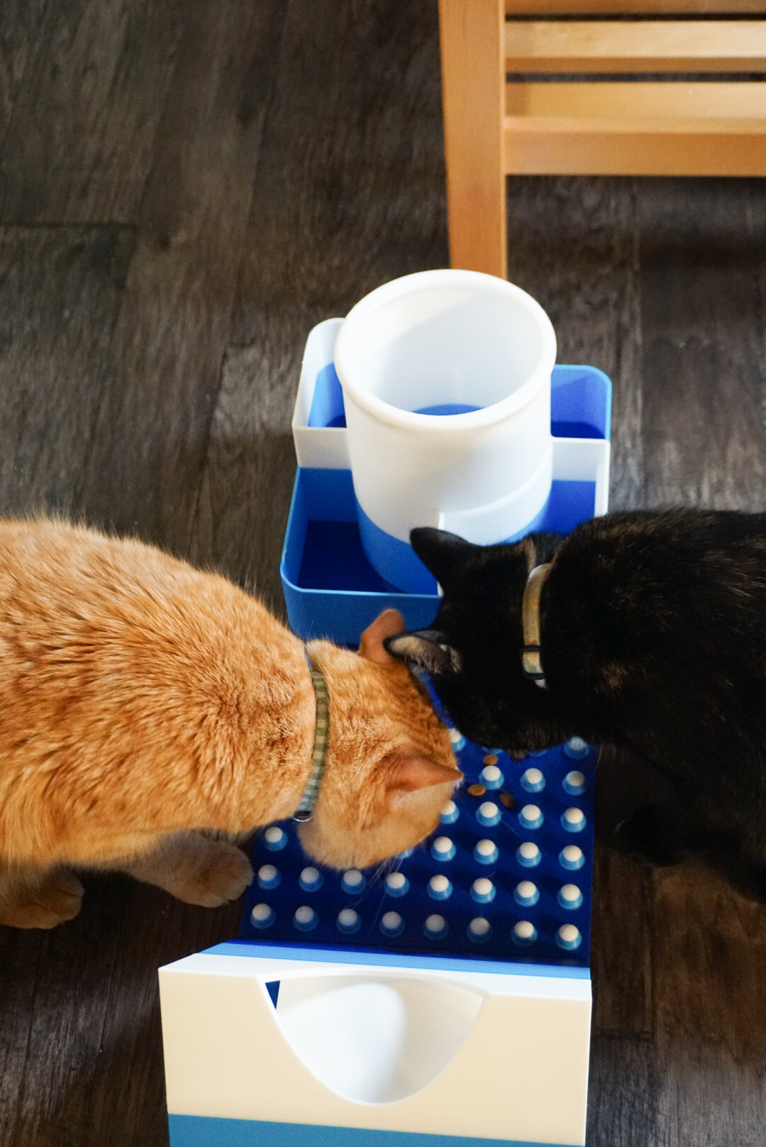 Snap-Cat Foodie Kit