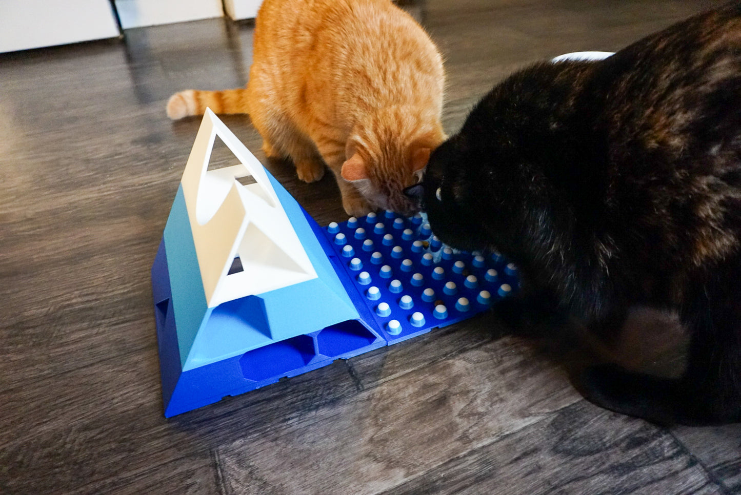 Snap-Cat Foodie Kit