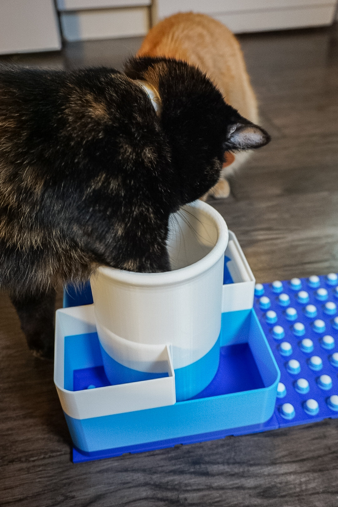Snap-Cat Foodie Kit