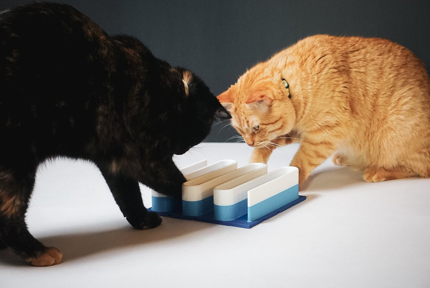 Wiggly Treat Maze - George And Lucky Co